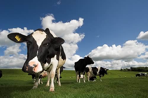 Farm images